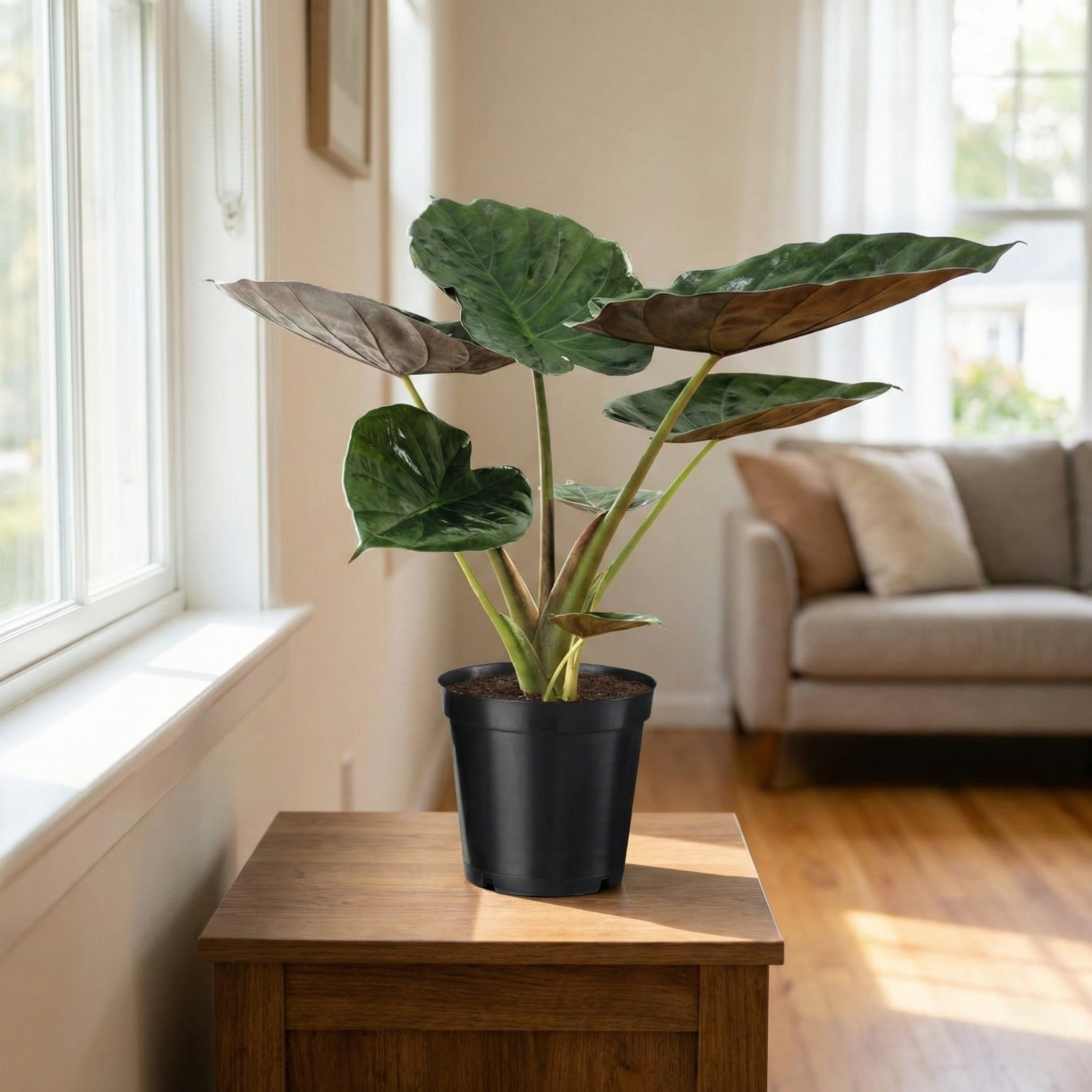 Das Elefantenohr (Alocasia Wentii): Tipps für den exotischen Mitbewohner