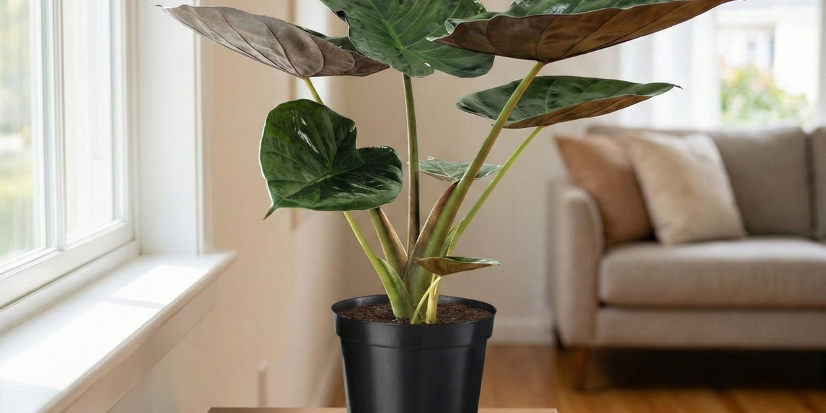 Das Elefantenohr (Alocasia Wentii): Tipps für den exotischen Mitbewohner