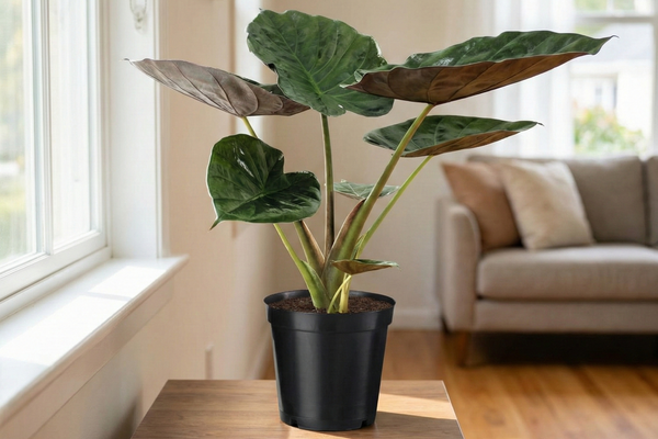 Das Elefantenohr (Alocasia Wentii): Tipps für den exotischen Mitbewohner