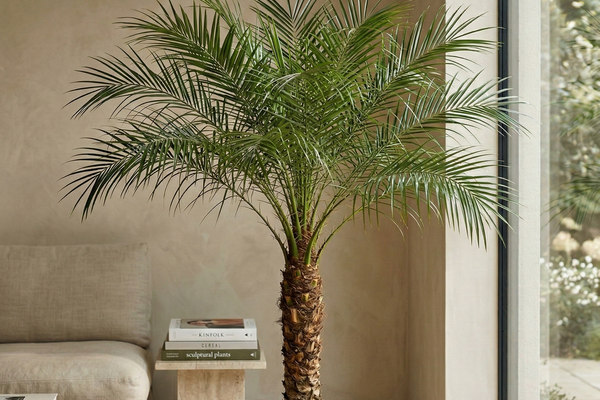 Zwergdattelpalme (Phoenix Roebelenii) richtig pflegen: Standort, Gießen & Tipps
