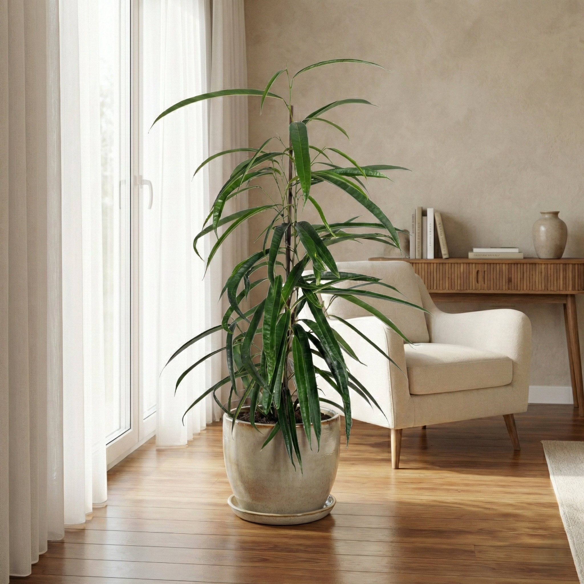 Ficus Binnendijkii 'Alii': Der elegante Zimmerbaum für dein Zuhause