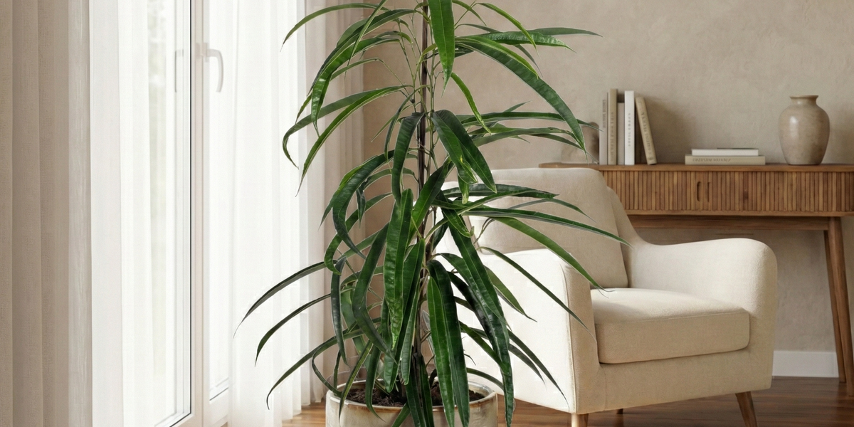 Ficus Binnendijkii 'Alii': Der elegante Zimmerbaum für dein Zuhause
