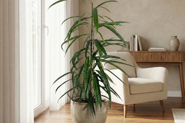 Ficus Binnendijkii 'Alii': Der elegante Zimmerbaum für dein Zuhause