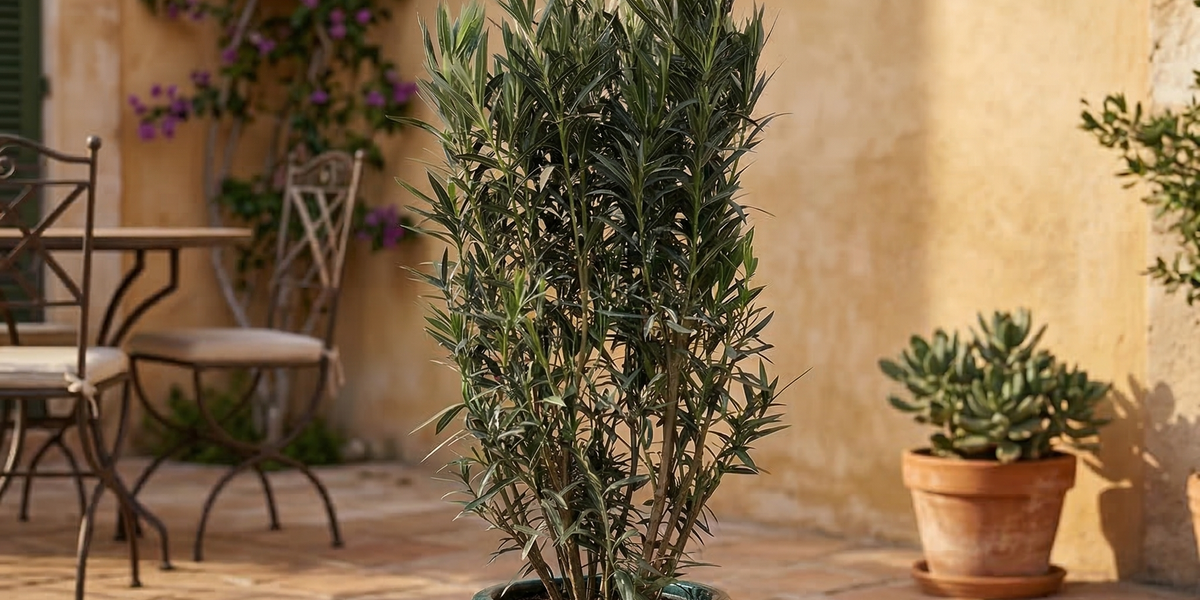 Nerium Oleander: Alles, was du über den mediterranen Strauch wissen musst