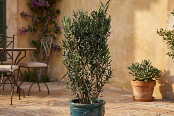 Nerium Oleander: Alles, was du über den mediterranen Strauch wissen musst