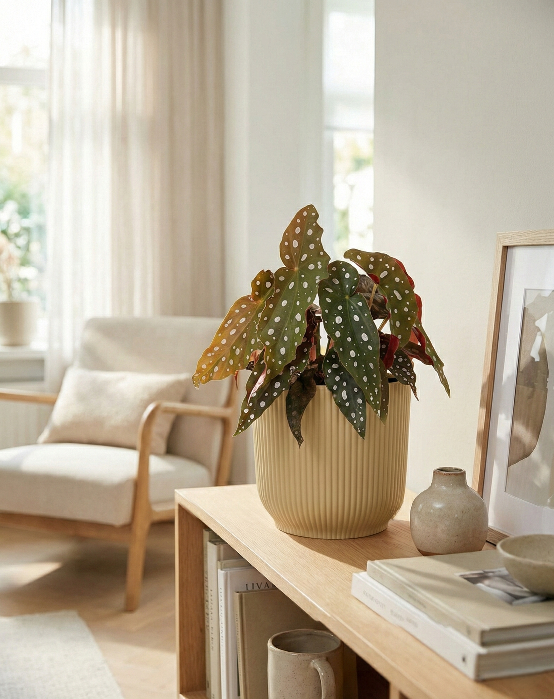 Begonia Maculata – Alles über die Pflege der Polka-Dot-Begonie