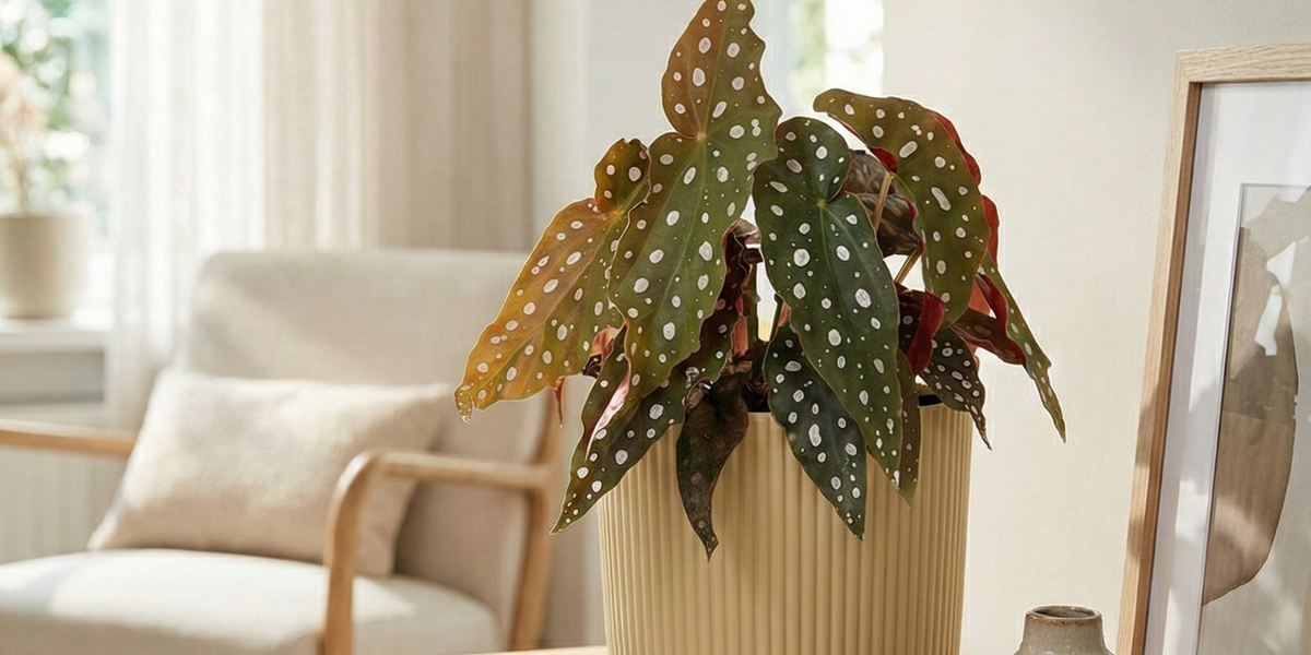 Begonia Maculata – Alles über die Pflege der Polka-Dot-Begonie