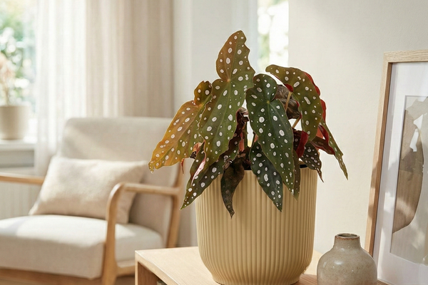Begonia Maculata – Alles über die Pflege der Polka-Dot-Begonie