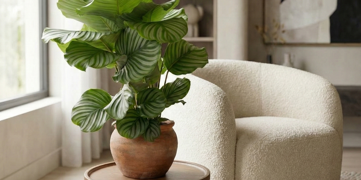 Calathea Orbifolia – Tropische Eleganz für dein Zuhause