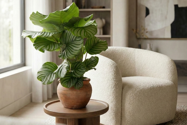 Calathea Orbifolia – Tropische Eleganz für dein Zuhause