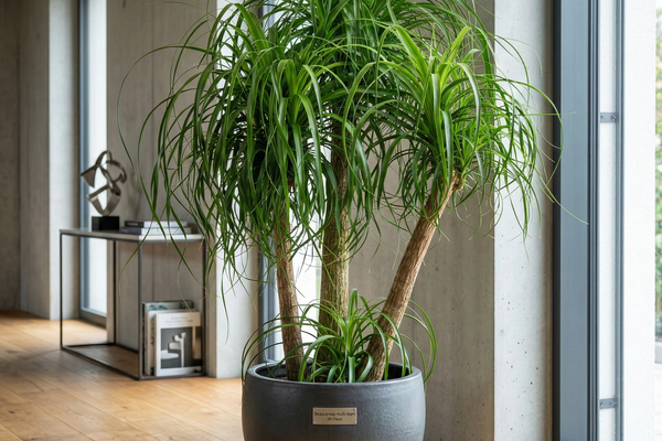 Beaucarnea multi stam: Der komplette Pflege-Guide für den Elefantenfuß