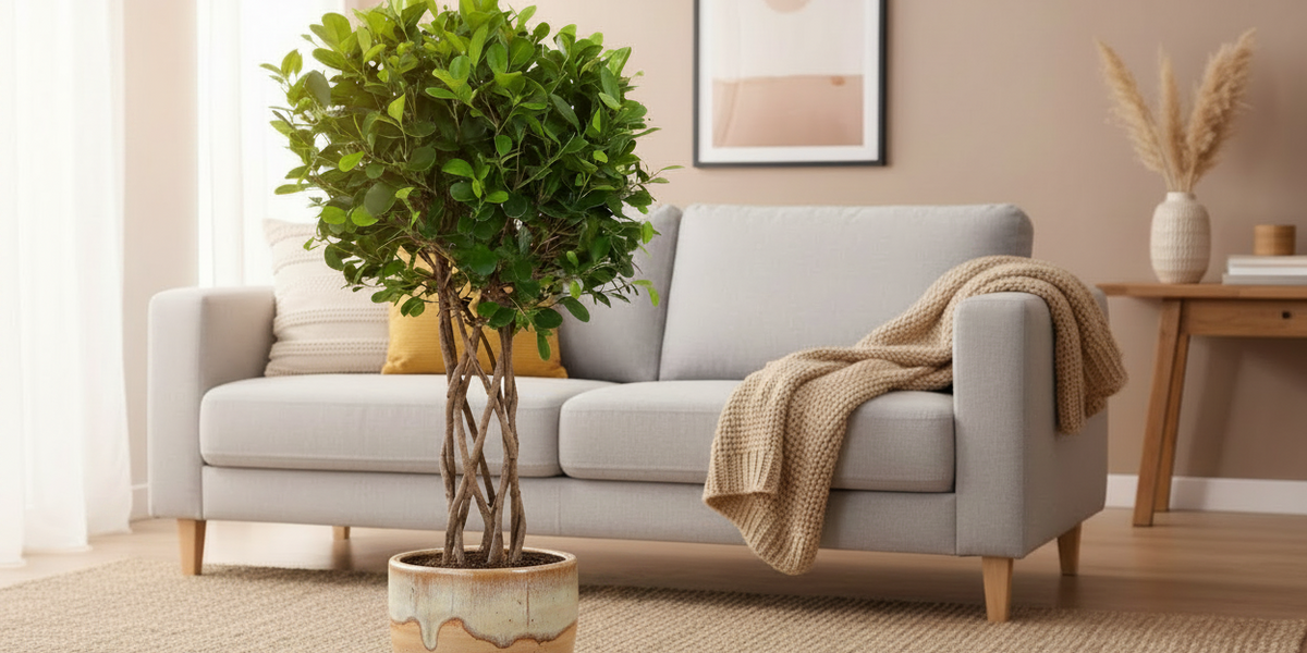 Der geflochtene Ficus Moclame (Lorbeerfeige): Dein ultimativer Pflege-Guide