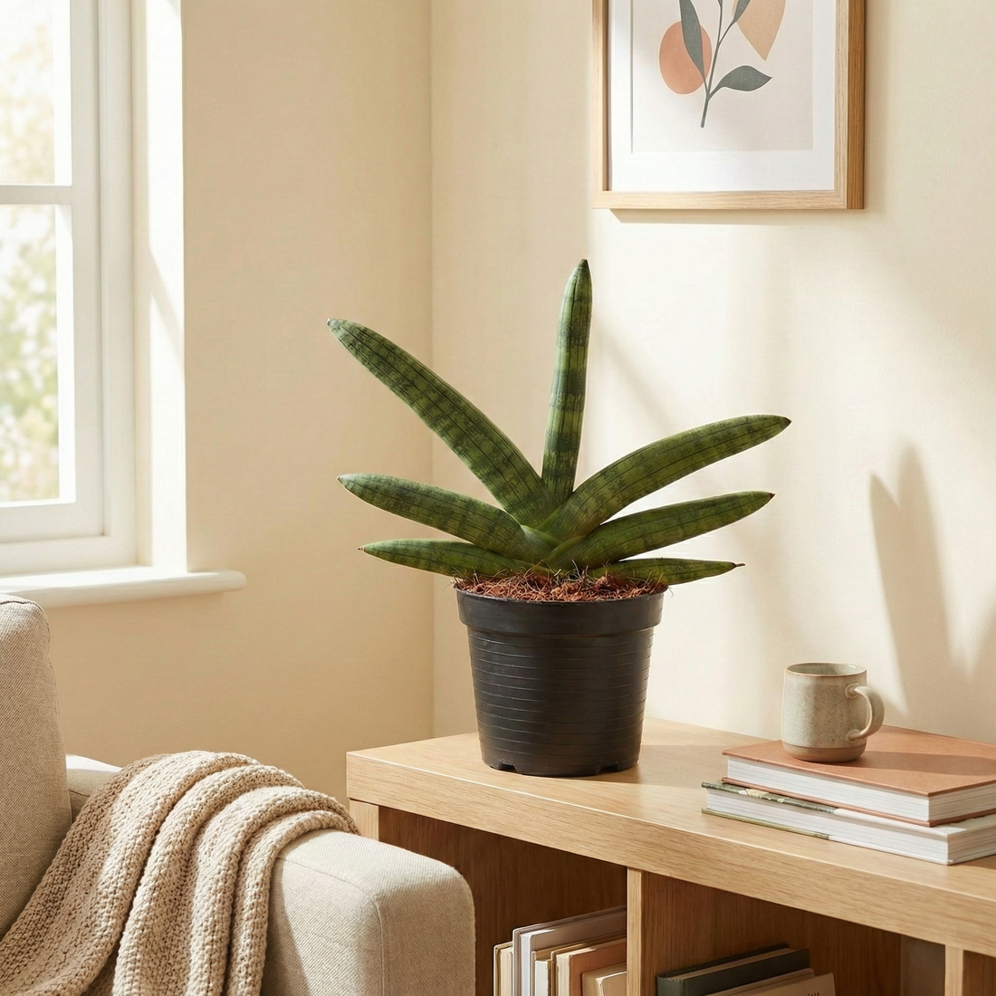 Sansevieria Skyline – Der robuste Bogenhanf im Porträt