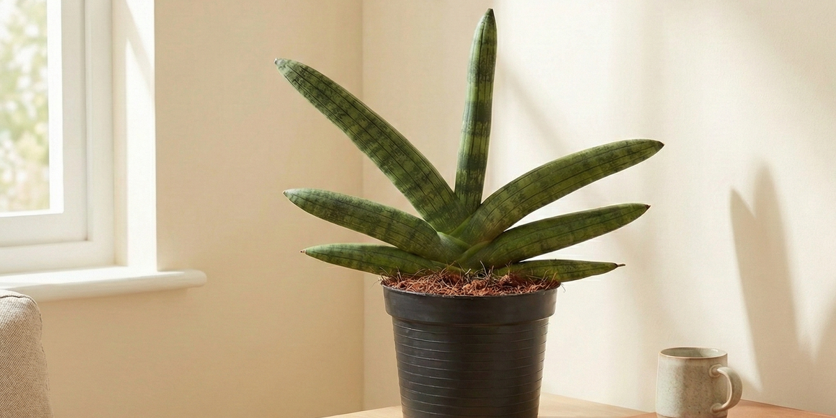 Sansevieria Skyline – Der robuste Bogenhanf im Porträt