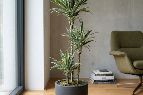 Dracaena White Stripe richtig pflegen: Tipps für Anfänger