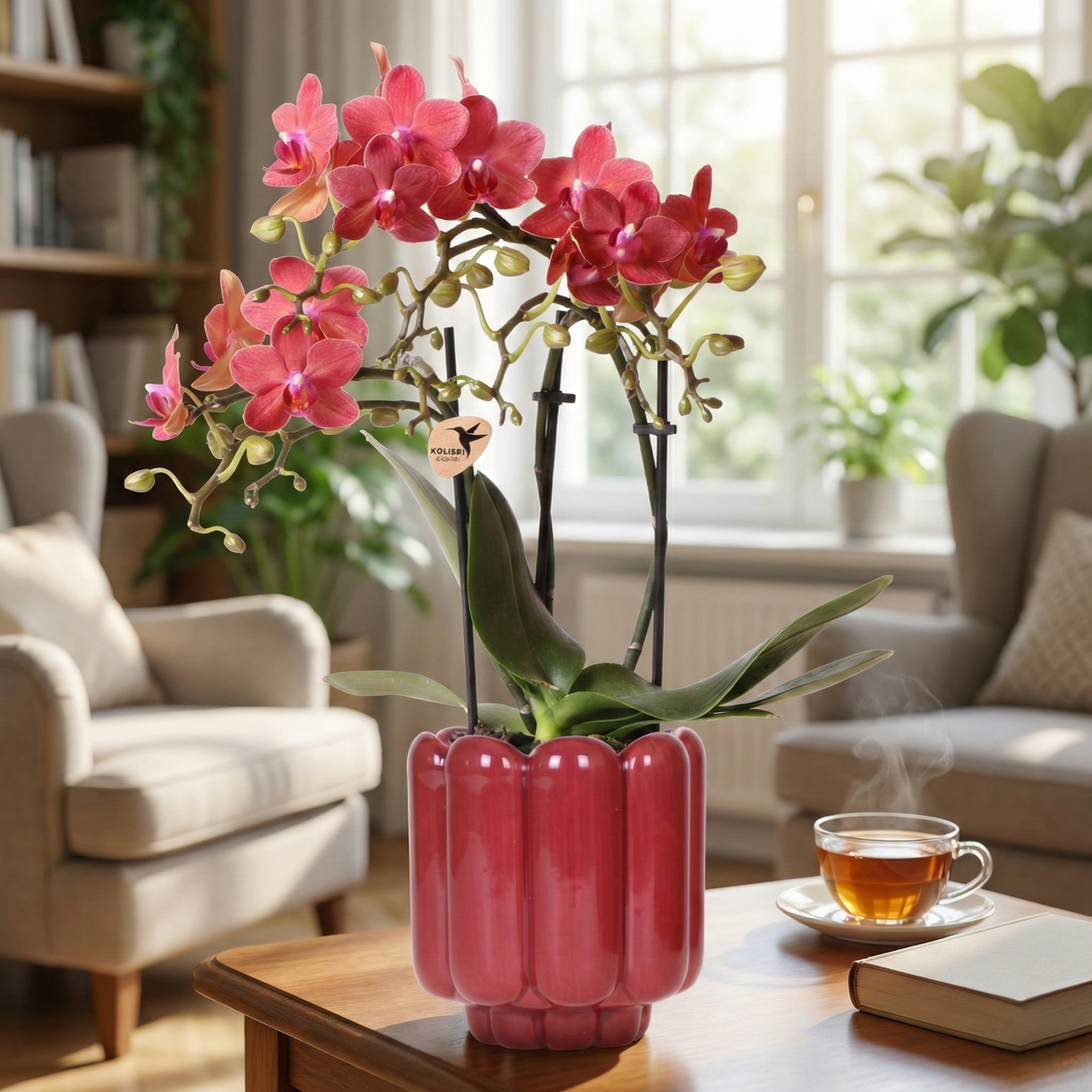 Rote Congo Orchidee (Phalaenopsis): Pflege, Standort & Tipps