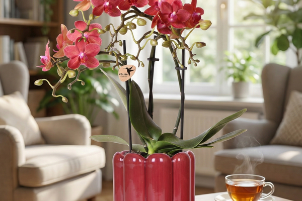 Rote Congo Orchidee (Phalaenopsis): Pflege, Standort & Tipps