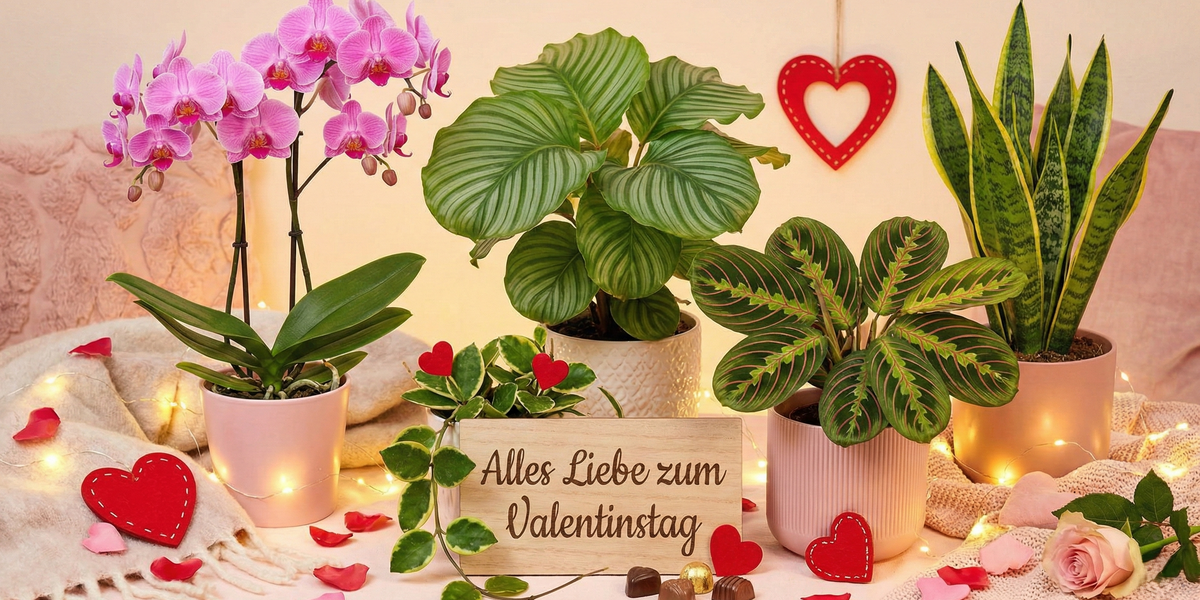 Für die Liebe, die bleibt: Unsere Valentinstags-Kollektion Deluxe ❤️🌿