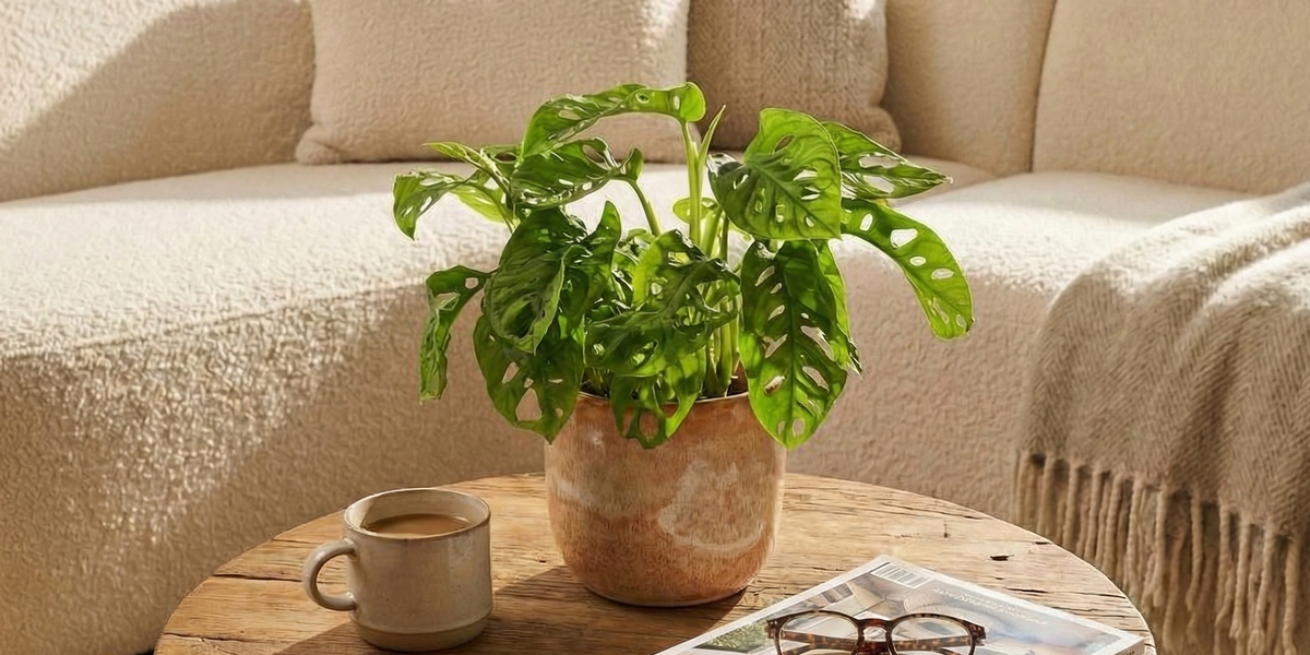 Monstera Adansonii: So pflegst du das Schiefblatt richtig