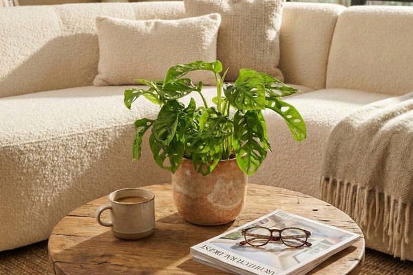 Monstera Adansonii: So pflegst du das Schiefblatt richtig