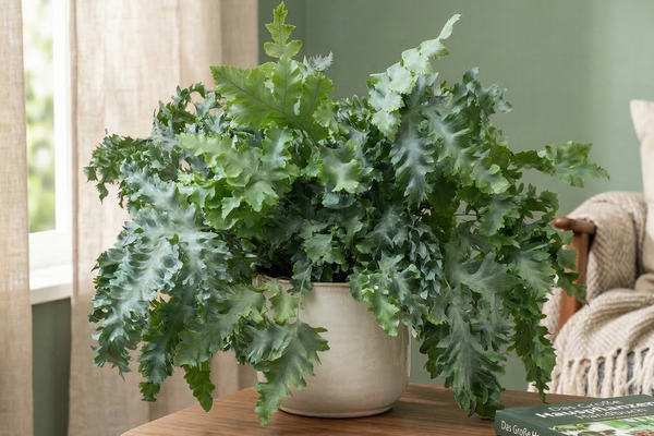 Blauer Tüpfelfarn (Phlebodium Davana): Pflege, Standort & Tipps