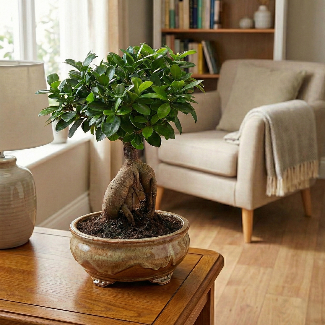 Der perfekte Einsteiger-Bonsai: Alles über den Ficus microcarpa Ginseng