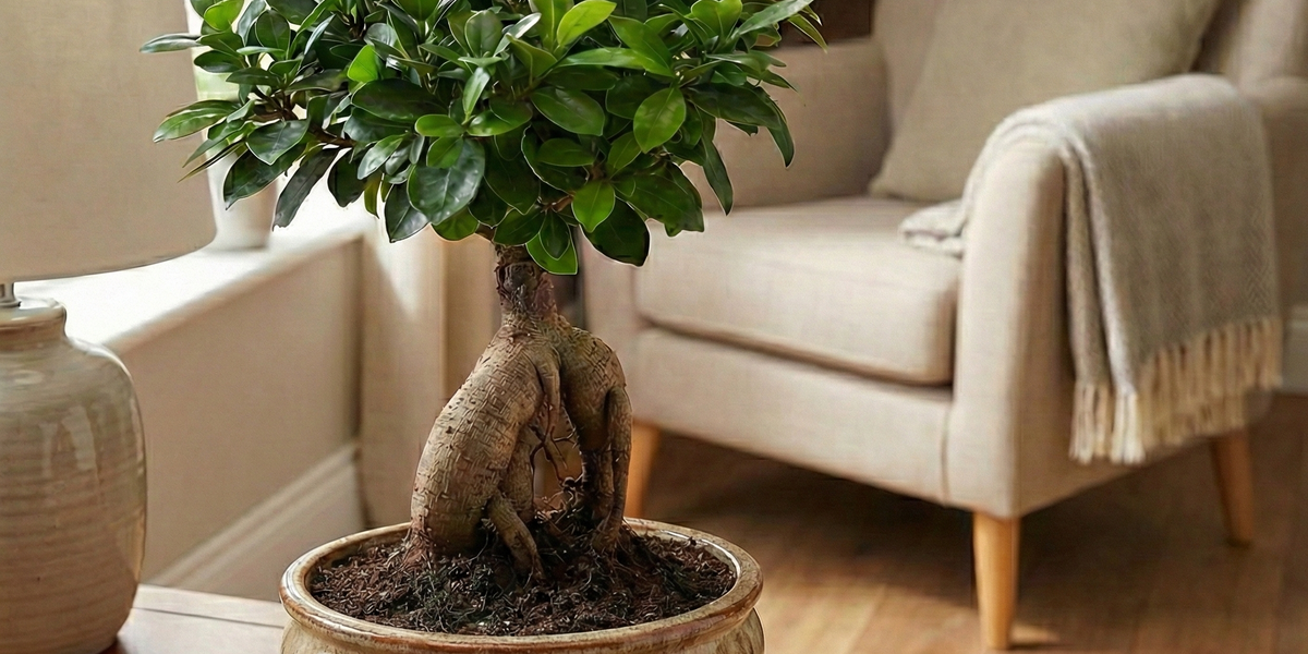 Der perfekte Einsteiger-Bonsai: Alles über den Ficus microcarpa Ginseng