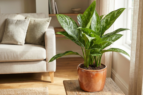Der ultimative Pflege-Guide: So gedeiht deine Aglaonema Green Lady