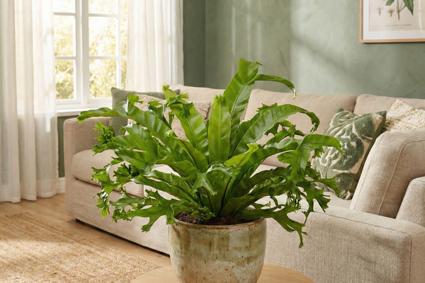 Nestfarn Pflege: Alles über den Asplenium Nidus Crissie