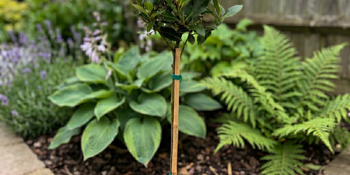 Lorbeerbaum Stamm (Laurus nobilis): Pflege, Standort & Tipps