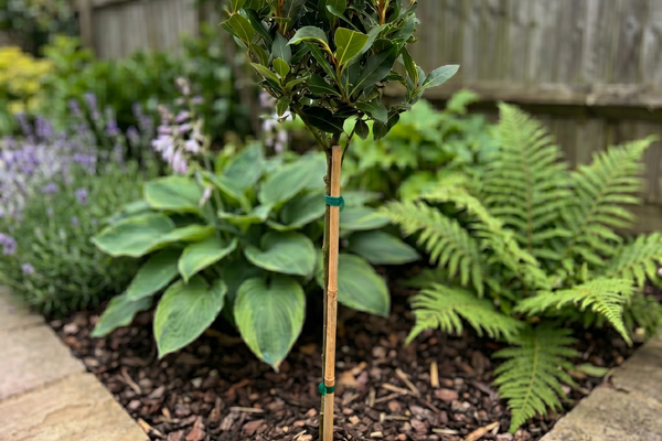 Lorbeerbaum Stamm (Laurus nobilis): Pflege, Standort & Tipps