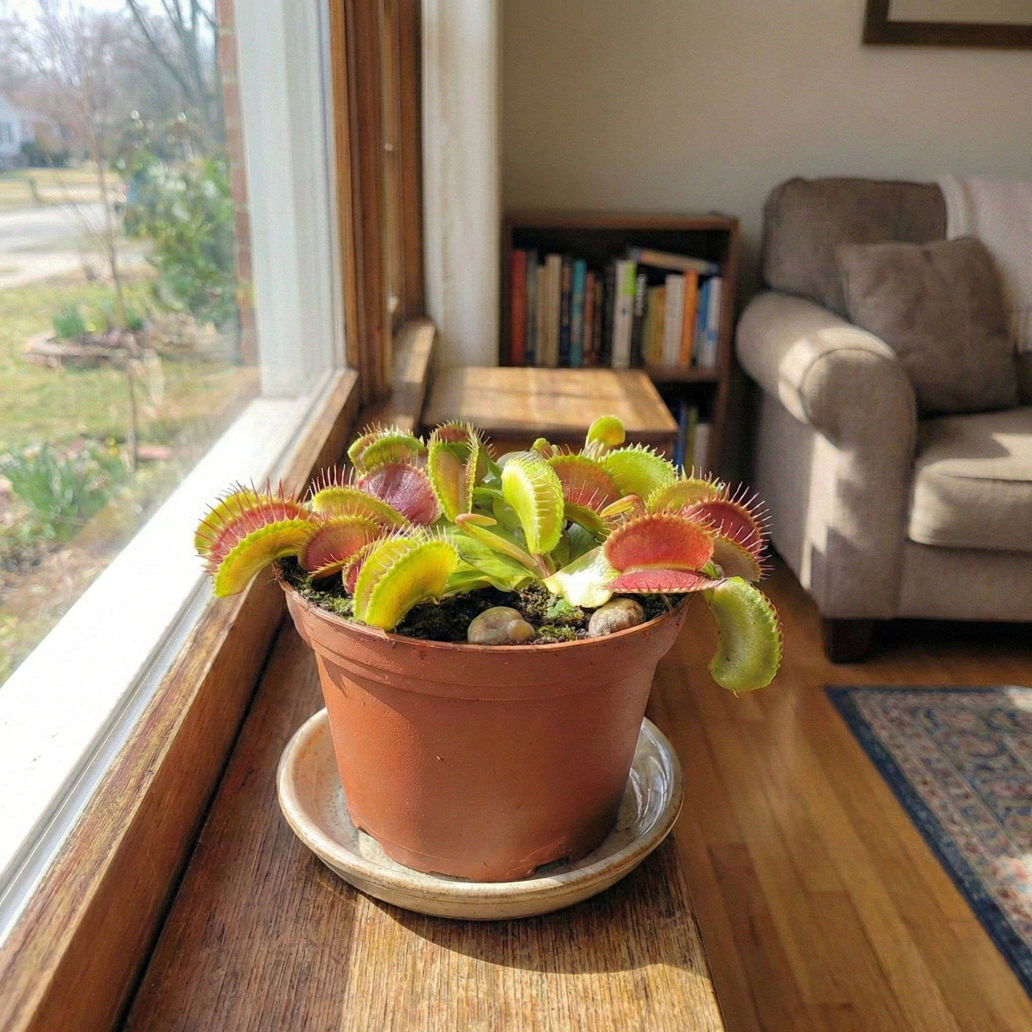 Dionaea Muscipula: Der faszinierende Jäger für die Fensterbank