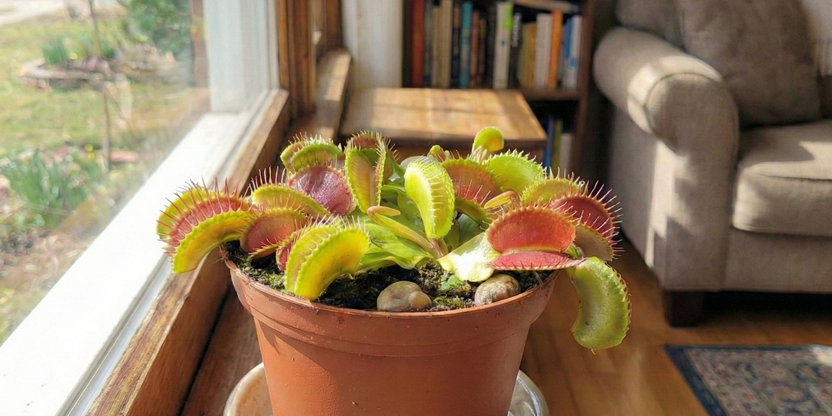 Dionaea Muscipula: Der faszinierende Jäger für die Fensterbank