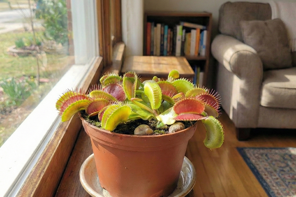 Dionaea Muscipula: Der faszinierende Jäger für die Fensterbank