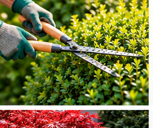 Hecke richtig pflegen: Schneiden, düngen und gesund halten