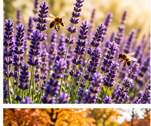 Lavendel pflanzen und pflegen: So bleibt er kompakt und blühfreudig