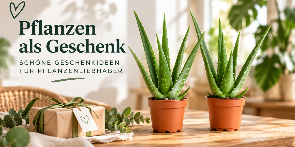 Pflanzen als Geschenk – Schöne Geschenkideen für Pflanzenliebhaber