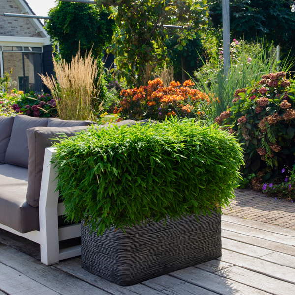 Gartenbambus Moontears Boobux: Pflege, Standort und Tipps für den perfekten Wuchs