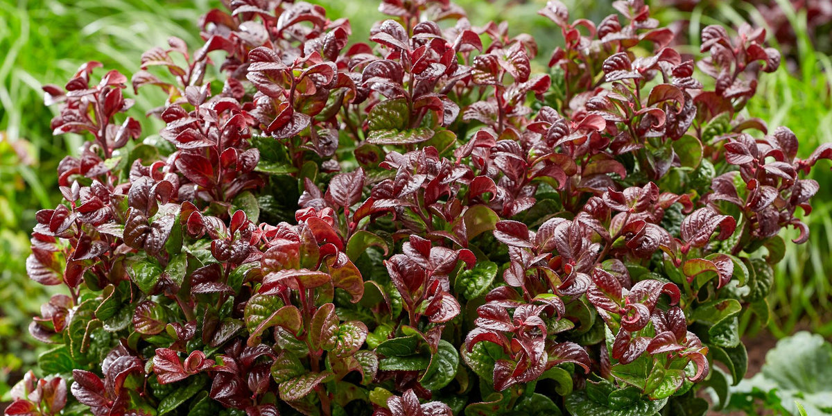 Leucothoe Curly Red: Alles, was du über das faszinierende Schattenglöckchen wissen musst