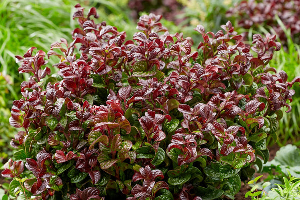 Leucothoe Curly Red: Alles, was du über das faszinierende Schattenglöckchen wissen musst