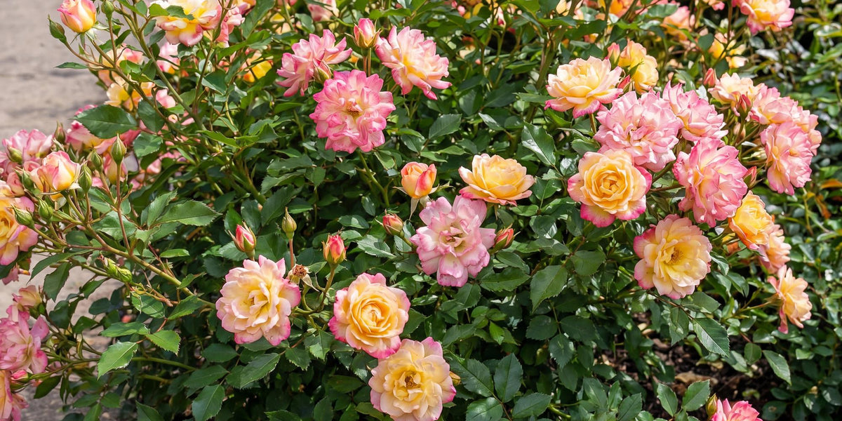 Winterharte Bodendeckerrosen: Alles über die Rosa Tricolor Fairy Rose