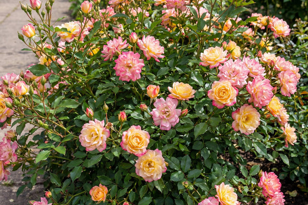 Winterharte Bodendeckerrosen: Alles über die Rosa Tricolor Fairy Rose