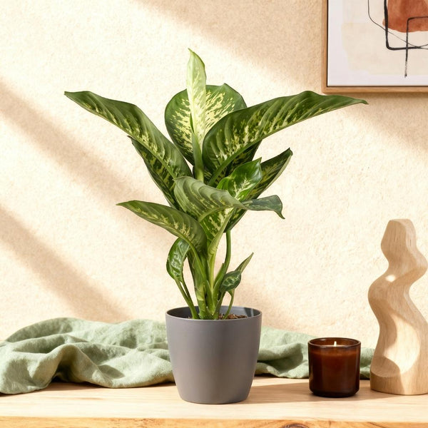 Luftreiniger mit Stil: Die Dieffenbachia Tropic Snow im Pflege-Check
