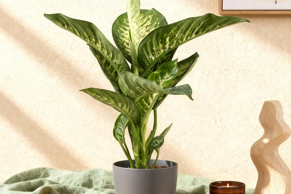 Luftreiniger mit Stil: Die Dieffenbachia Tropic Snow im Pflege-Check