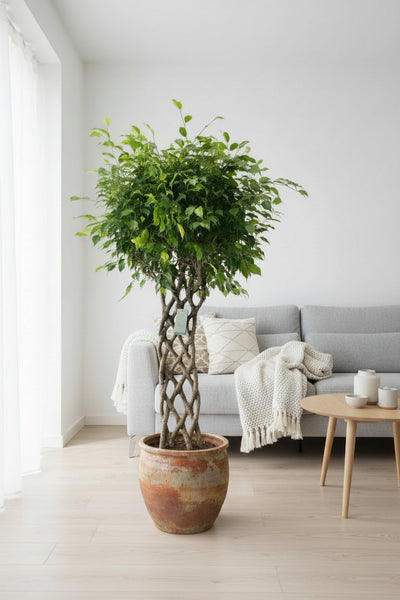Ficus Benjamina geflochten: Die Birkenfeige richtig pflegen