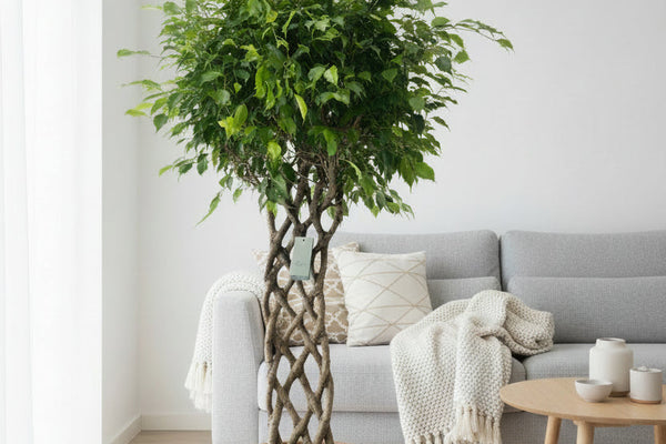 Ficus Benjamina geflochten: Die Birkenfeige richtig pflegen