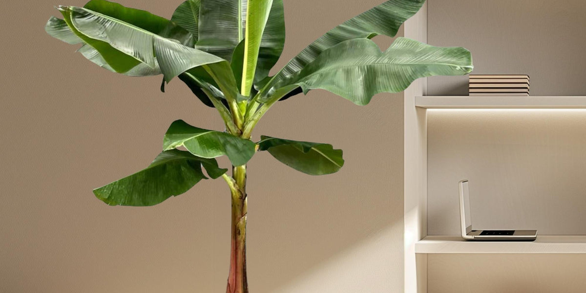 Urlaubsfeeling für Zuhause: Die Bananenpflanze (Musa) im Portrait
