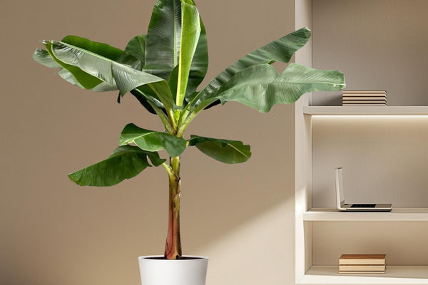 Urlaubsfeeling für Zuhause: Die Bananenpflanze (Musa) im Portrait