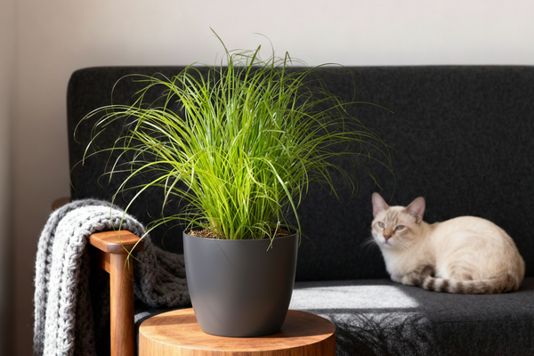 Cyperus alternifolius 'Zumula': Der ultimative Pflege-Guide fürs Zyperngras