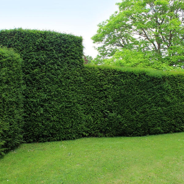 Große Eibe (Taxus baccata): Der ultimative Pflege-Guide für deine Hecke